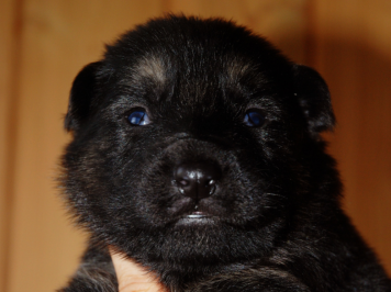 Female from the Haven litter at 20 weeks