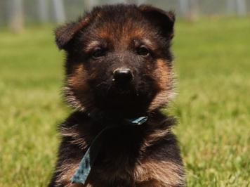 Puppy of the Ace and Kiel litter at 5 months