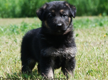 Female from the Ace and Genova litter (4.5 months)