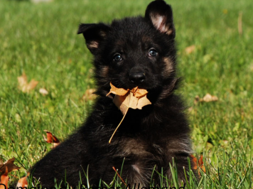 Female from the Ace and Haven litter at 5.5 months