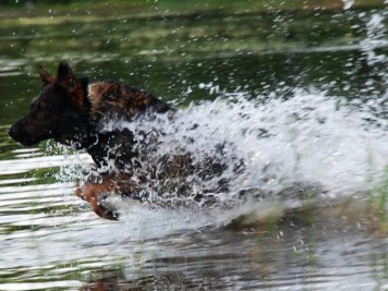 Gibbs at the lake