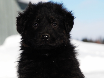 Female from the Karma and Brutus litter