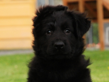 Son of Nala and Brutus at 8 weeks old