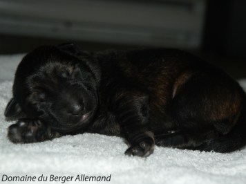 Genova's puppy at 5 days old