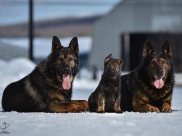 Three generations! (Niko, Jax and Gibbs)