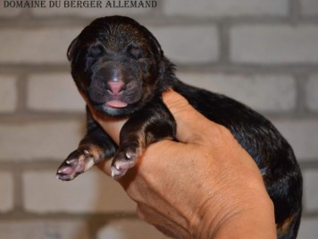 5 day old puppy