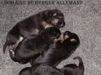 Barry/Gipsy litter born on mai 12 2023